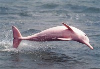 /album/amazonastravexperu/delfin-rosado-jpg/